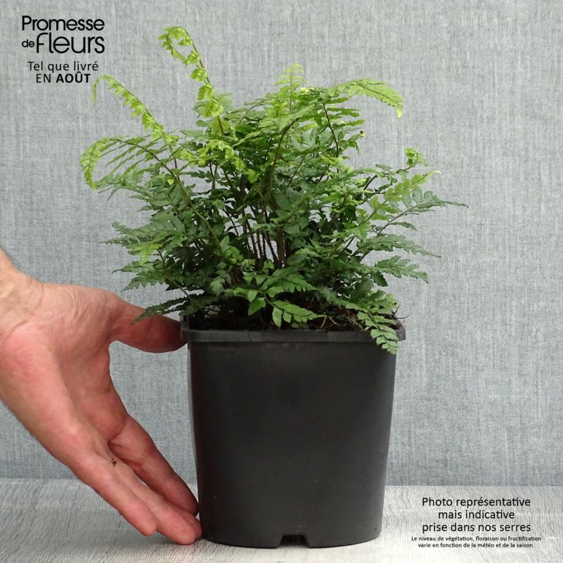 Esemplare di Polystichum makinoi Vaso da 2L/3L consegnato in estate