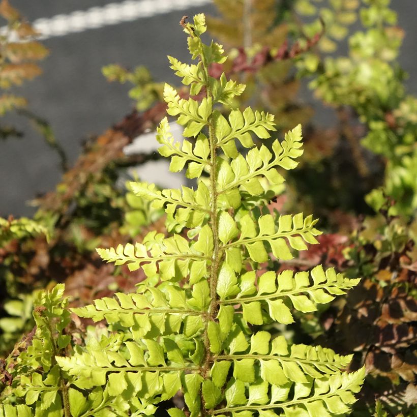 Polystichum makinoi (Fogliame)