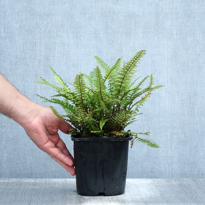 Esemplare di Polystichum neolobatum Vaso da 2L/3L consegnato in estate