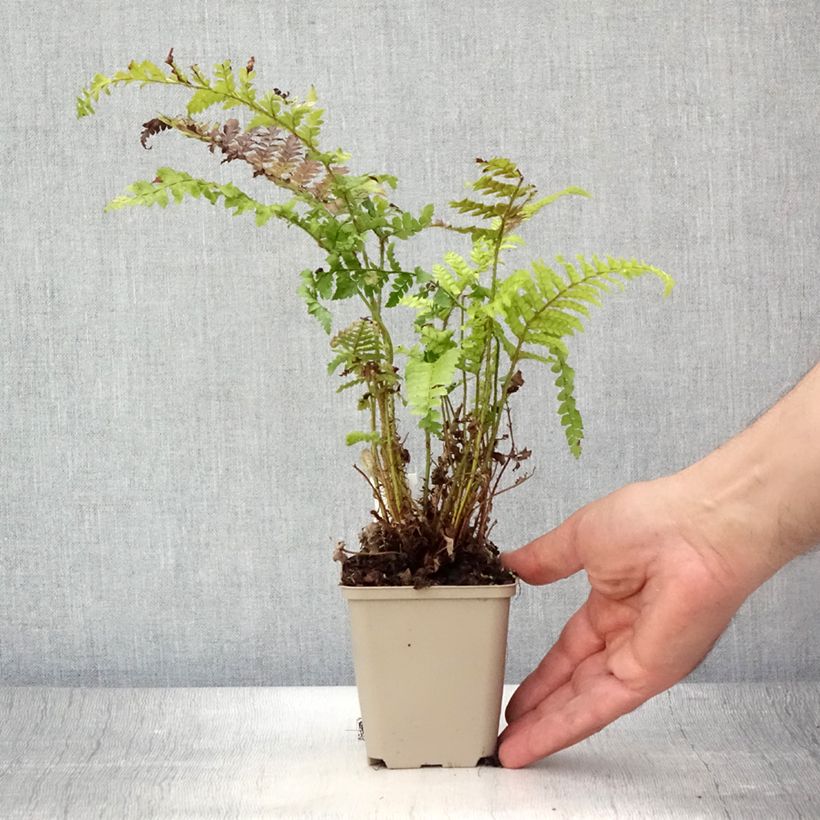 Esemplare di Polystichum polyblepharum Vasetto da 8/9 cm consegnato in estate