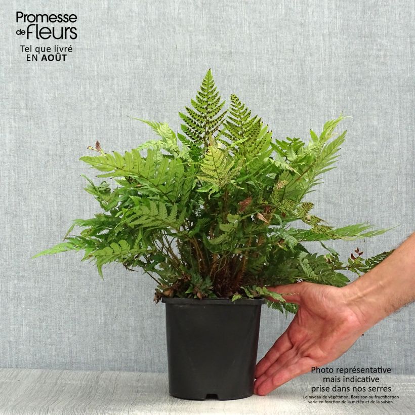 Esemplare di Polystichum rigens Vaso da 2L/3L consegnato in estate