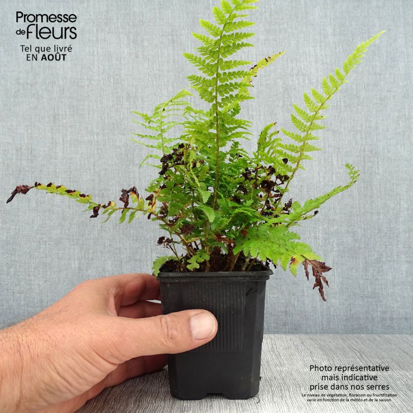 Esemplare di Polystichum setiferum Densum - Felce setifera Vasetto da 8/9 cm consegnato in estate