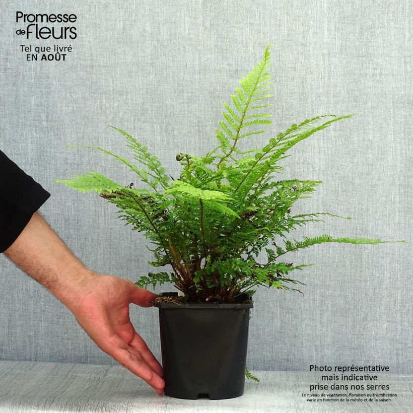 Esemplare di Polystichum setiferum Herrenhausen - Felce setifera Vaso da 2L/3L consegnato in estate