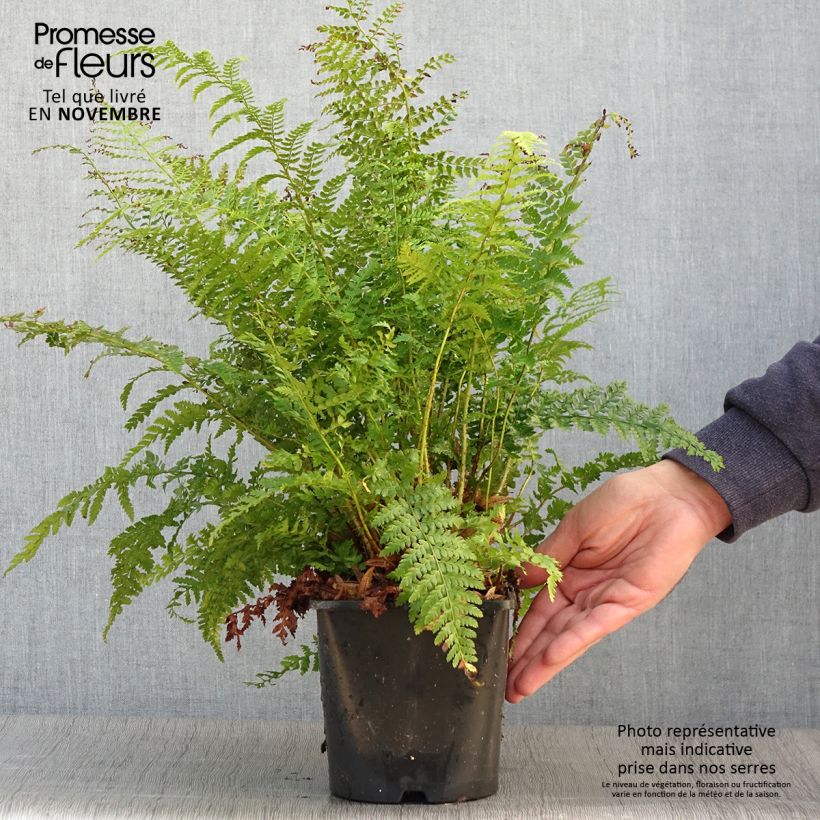 Esemplare di Polystichum setiferum - Felce setifera Vaso da 2L/3L come consegnato in autunno