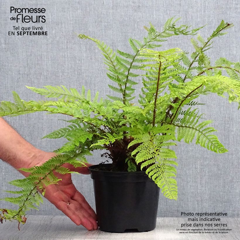 Esemplare di Polystichum setiferum Plumosum Bevis - Felce setifera Vaso da 2L/3L consegnato in estate