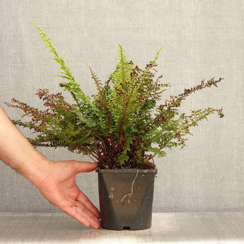 Esemplare di Polystichum setiferum Plumosum Densum - Felce setifera Vaso da 2L/3L consegnato in estate