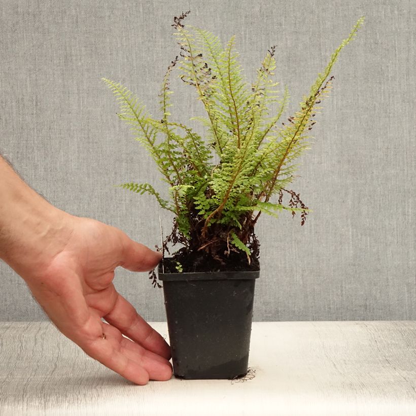 Esemplare di Polystichum setiferum Proliferum - Felce setifera Vasetto da 8/9 cm consegnato in estate