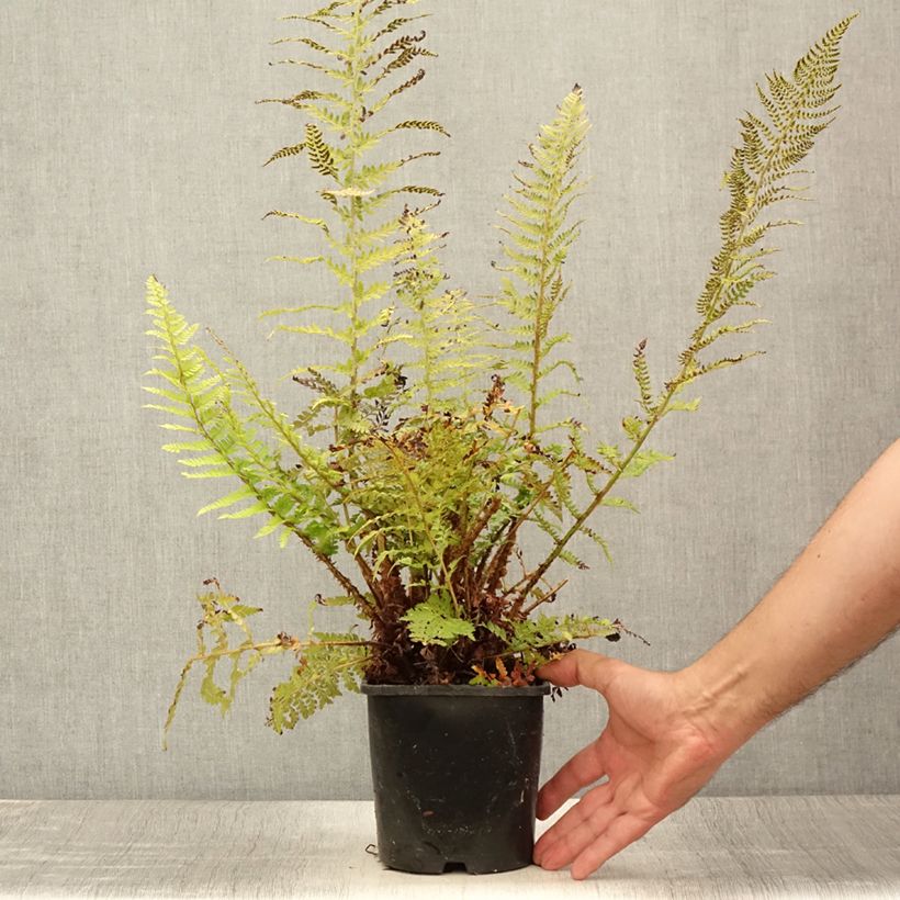 Esemplare di Polystichum setiferum Proliferum - Felce setifera Vaso da 2L/3L consegnato in estate