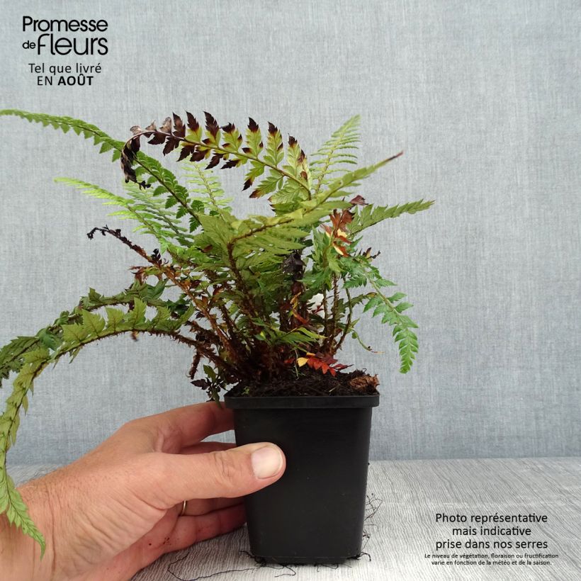 Esemplare di Polystichum Shiny Holy Fern Vasetto da 8/9 cm consegnato in estate