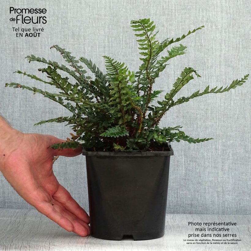 Esemplare di Polystichum Shiny Holy Fern Vaso da 2L/3L consegnato in estate