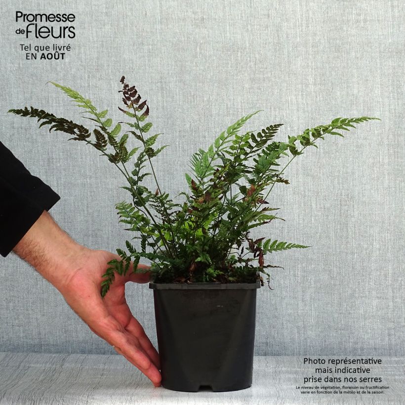 Esemplare di Polystichum tsus-simense Vaso da 2L/3L consegnato in estate