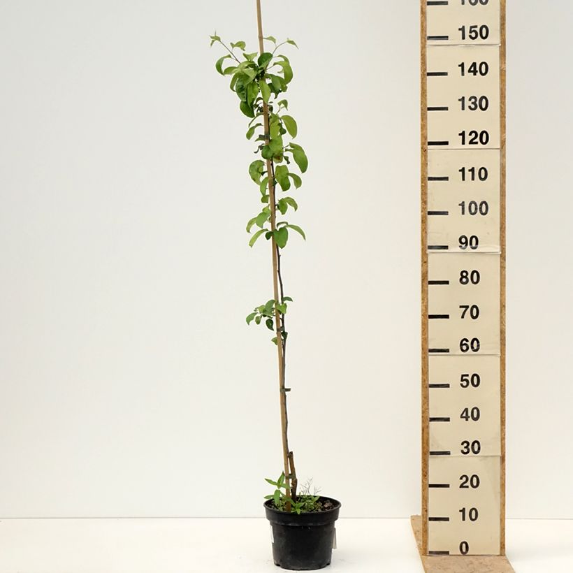 Melo Antonówka Półtorapoundowa Vaso da 4L/5L, Vasetto esemplare consegnato in primavera