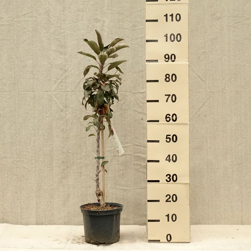 Esemplare di Melo nano Red Leaf Vaso da 4L/5L consegnato in estate
