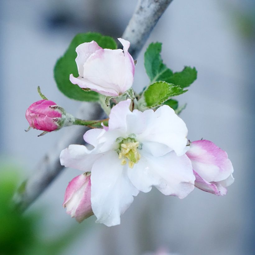 Melo Bella di Boskoop Bio (Fioritura)