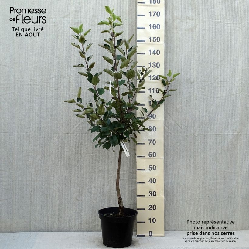 Esemplare di Melo Inverno di Calville Vaso da 7,5L/10L, VasettoAltezza consegnata circa 140/160cm consegnato in estate