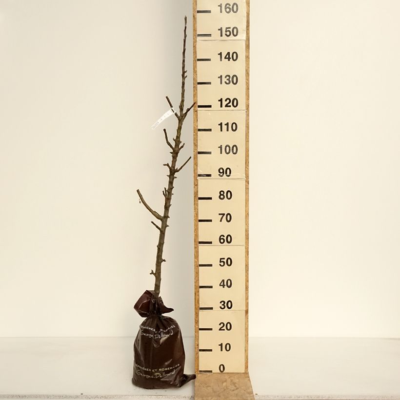 Melo colonnare Azay-Le-Rideau delwibo Zolla 'Pronta da piantare', ColonnareAltezza consegnata circa 90/100cm esemplare consegnato in primavera
