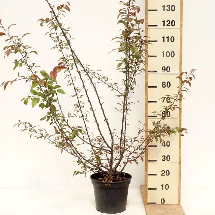 Malus Coccinella Courtarou - Melo da fiore Vaso da 12L/15LAltezza consegnata circa 100/+cm esemplare consegnato in primavera