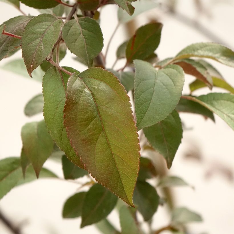 Malus Coccinella Courtarou - Melo da fiore (Fogliame)