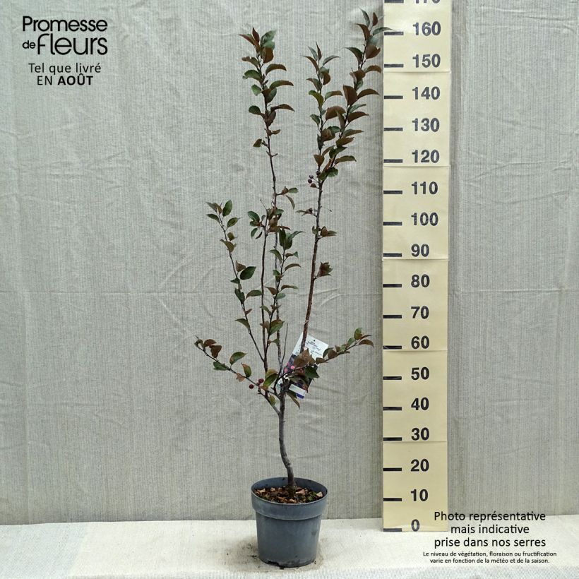 Esemplare di Malus Dark Rosaleen - Melo da fiore Vaso da 6L/7L consegnato in estate