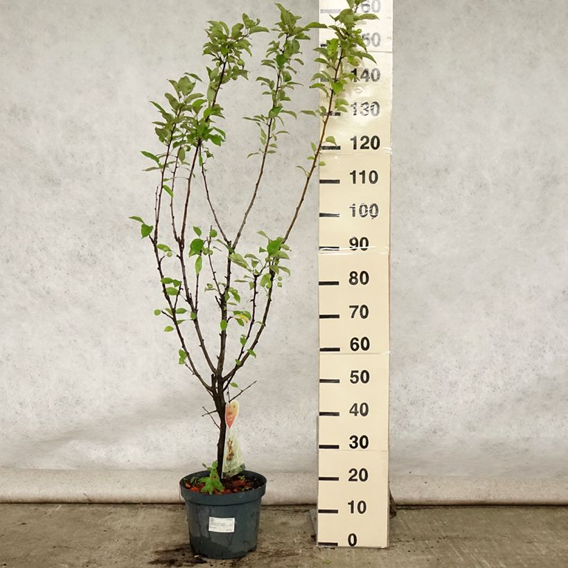 Esemplare di Malus Golden Hornet - Melo da fiore Vaso da 7,5L/10L consegnato in estate