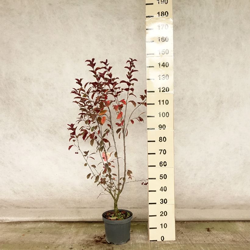 Esemplare di Malus Liset - Melo da fiore Vaso da 7,5L/10L consegnato in estate