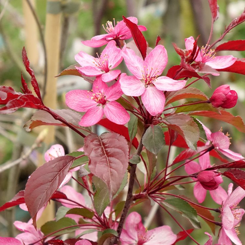 Malus Paul Hauber - Melo da fiore (Fioritura)