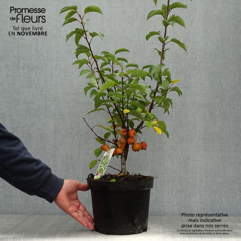 Esemplare di Malus Evereste 'Perpetu' - Melo da fiore Vaso da 3L/4L come consegnato in autunno