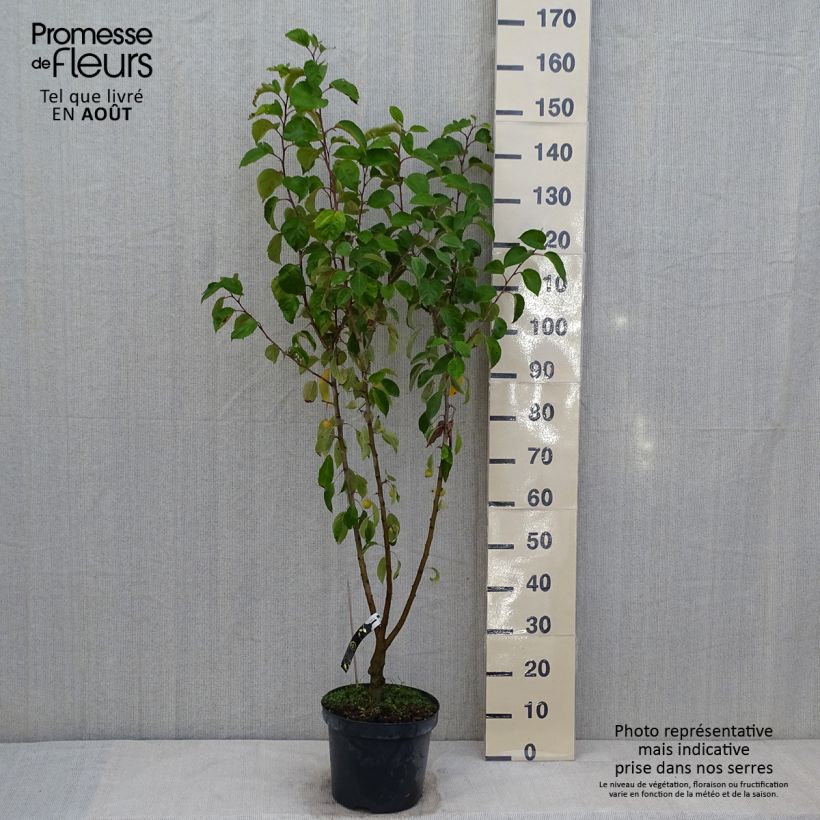 Esemplare di Malus Evereste 'Perpetu' - Melo da fiore Vaso da 7,5L/10L consegnato in estate