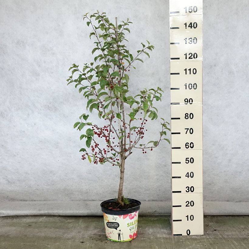 Esemplare di Malus Red Jewel - Melo da fiore Vaso da 7,5L/10L consegnato in estate