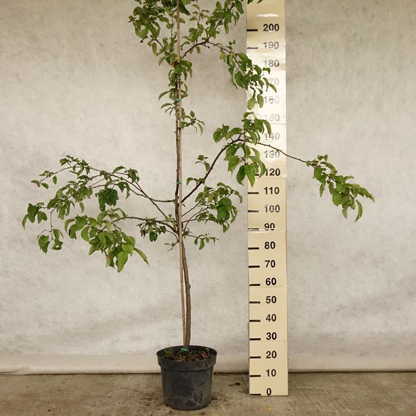 Esemplare di Malus Red Sentinel - Melo da fiore Vaso da 7,5L/10L consegnato in estate