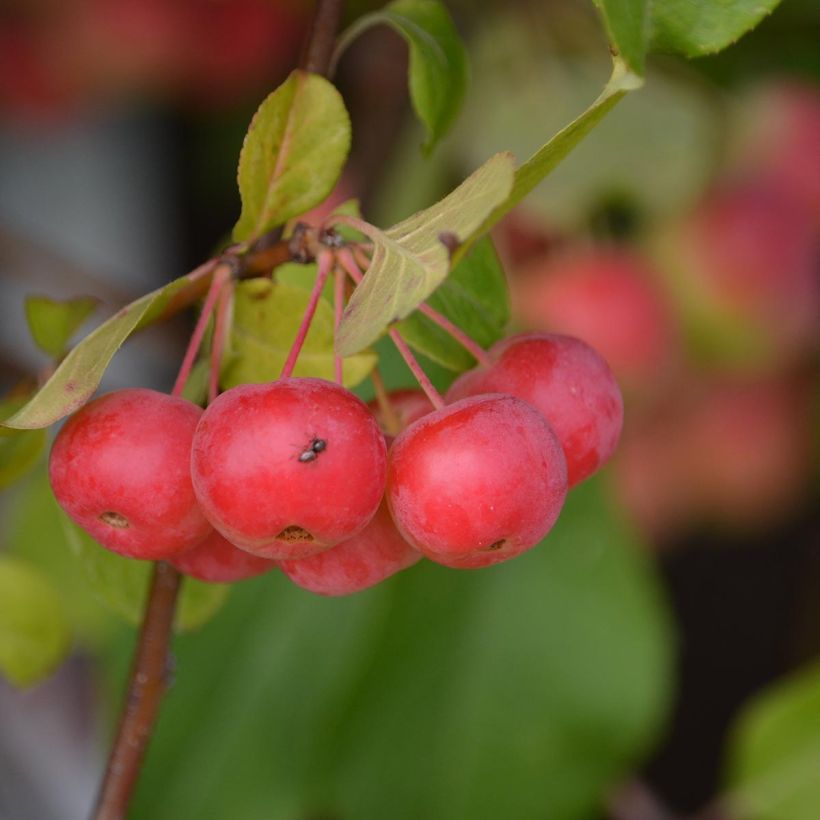 Esempio di esemplare Malus Red Sentinel - Melo da fiore Vaso da 6L/7L come consegnato
