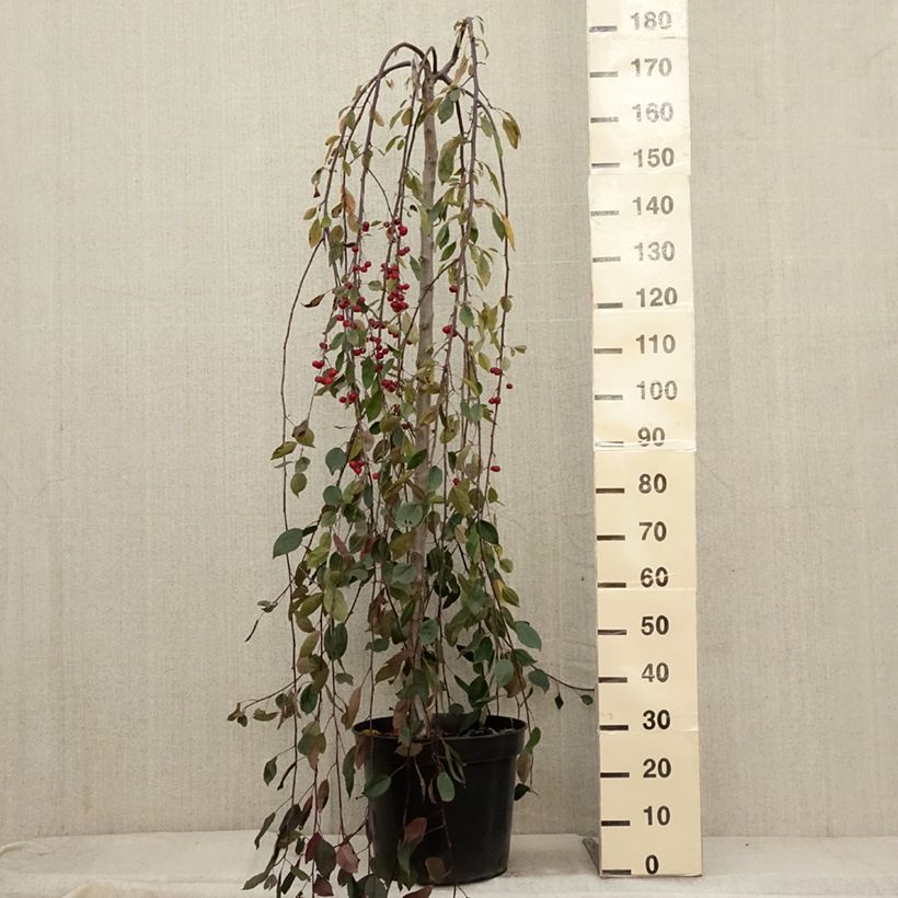 Esemplare di Malus Royal Beauty - Melo da fiore Vaso da 7,5L/10L come consegnato in autunno
