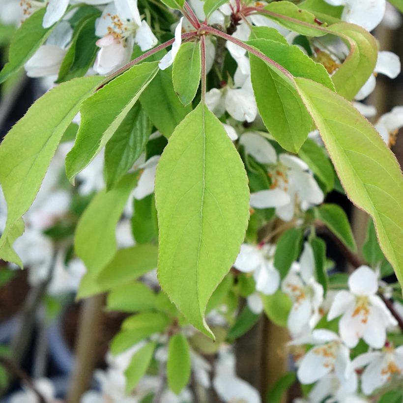 Malus Sugar Tyme - Melo da fiore (Fogliame)