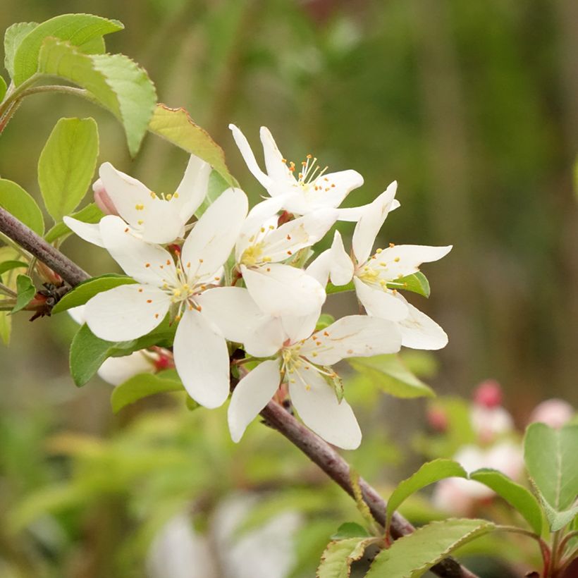 Malus toringo Brouwers Beauty - Melo da fiore (Fioritura)