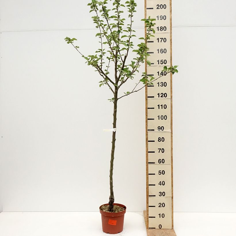 Melo Double Belle Fleur Vaso da 7,5L/10L, Vaso impalcato medio esemplare consegnato in primavera