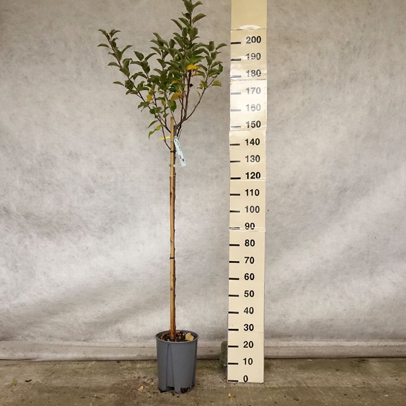 Esemplare di Melo Elstar Vaso da 7,5L/10L, Vaso impalcato medio come consegnato in autunno