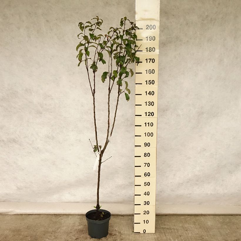 Esemplare di Melo Gloster Vaso da 7,5L/10L, Vasetto consegnato in estate