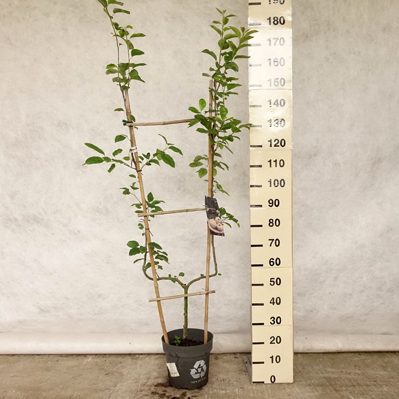Esemplare di Melo Golden Delicious Vaso da 7,5L/10L, Palmetta singola a U consegnato in estate