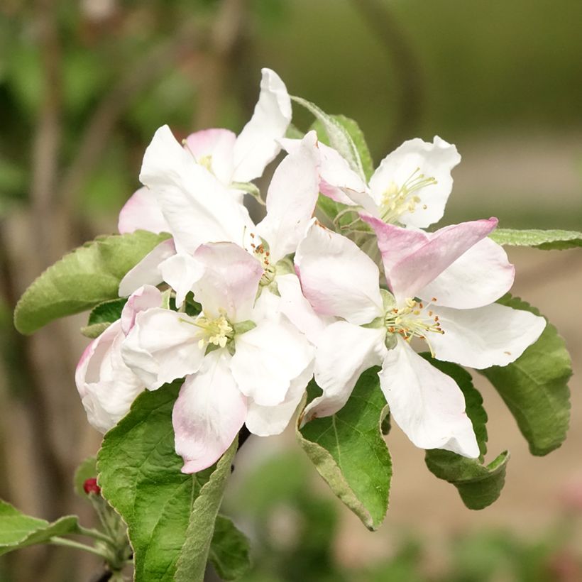 Melo Granny Smith (Fioritura)
