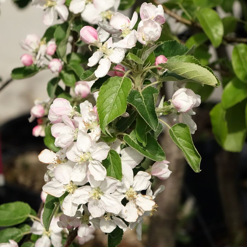 Melo Idared (Fioritura)