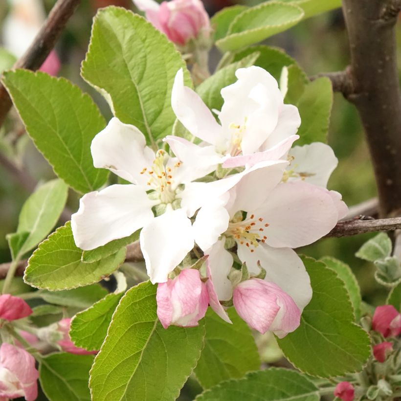 Melo Ingrid Marie (Fioritura)