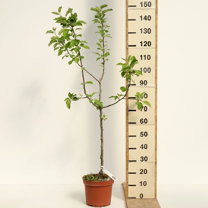 Melo Jacques Lebel Vaso da 7,5L/10L, Vasetto esemplare consegnato in primavera