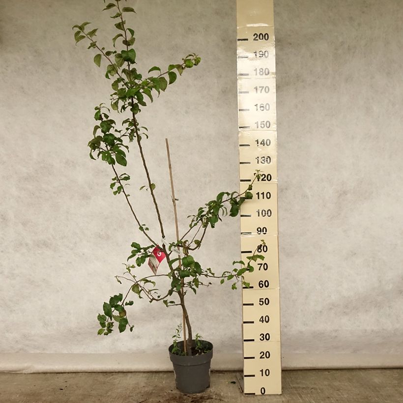 Esemplare di Melo Braeburn Vaso da 7,5L/10L, Vasetto consegnato in estate