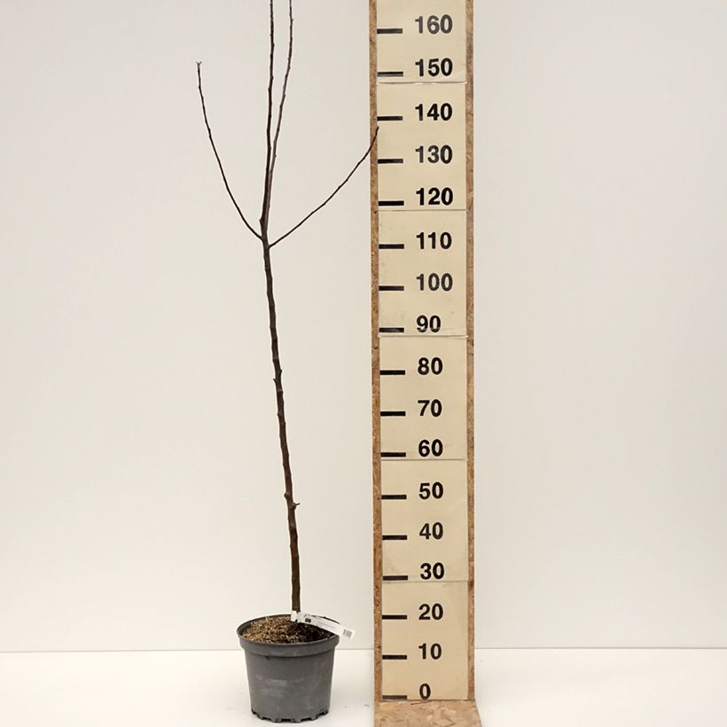 Melo Braeburn Vaso da 7,5L/10L, AstoneAltezza consegnata circa 80/100cm esemplare consegnato in inverno