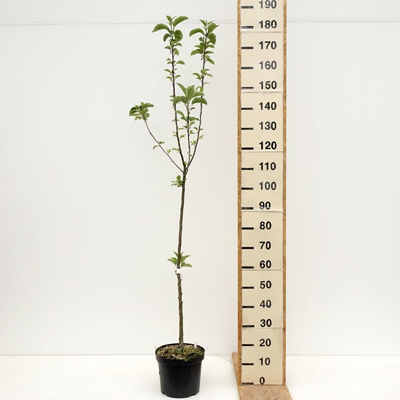 Melo Braeburn Vaso da 7,5L/10L, Astone esemplare consegnato in primavera