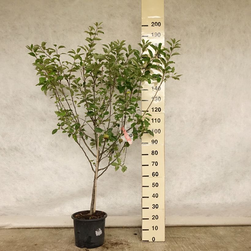 Esemplare di Melo Melrose Vaso da 7,5L/10L, Vasetto consegnato in estate