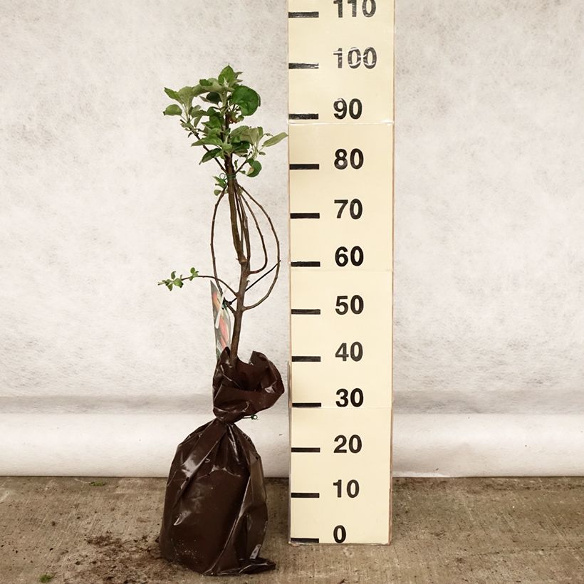 Melo Rambour d'Hiver Zolla 'Pronta da piantare', VasettoAltezza consegnata circa 90/+cm esemplare consegnato in primavera