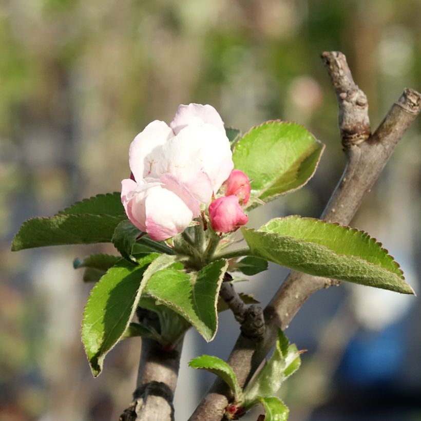 Melo Renetta bianca du Canada (Fioritura)