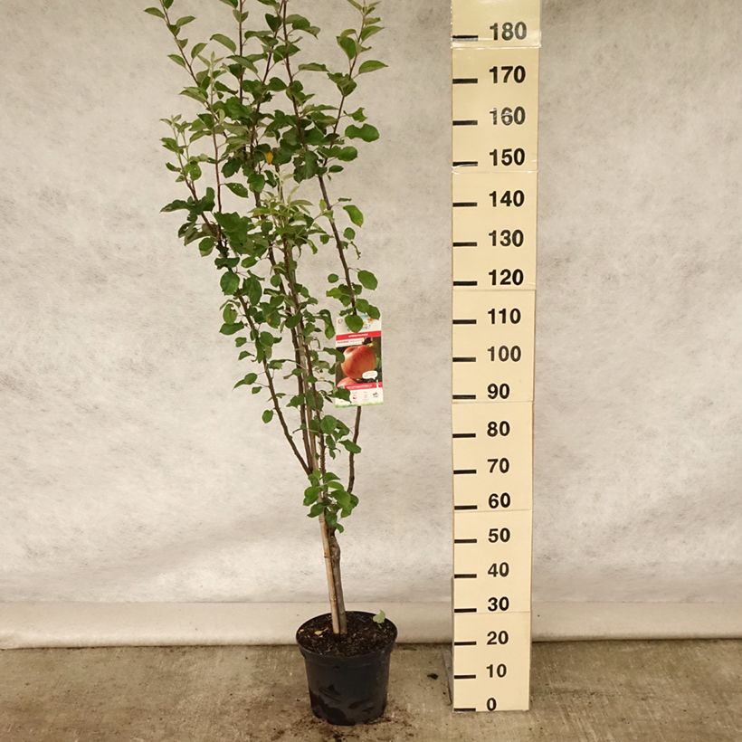Esemplare di Melo Reinette de Caux Vaso da 7,5L/10L, Vasetto consegnato in estate