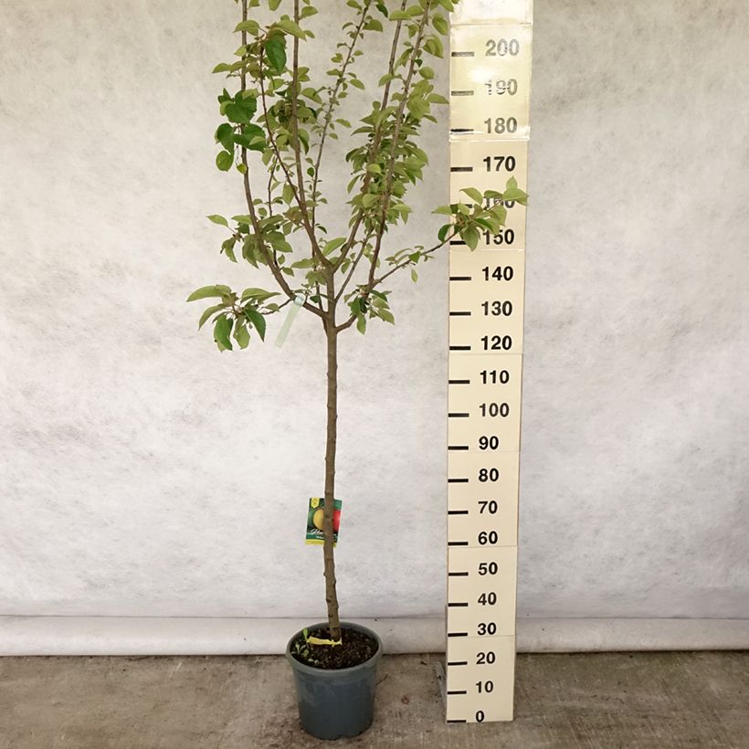 Esemplare di Melo Renetta del Canada Vaso da 7,5L/10L, Vaso impalcato medio consegnato in estate